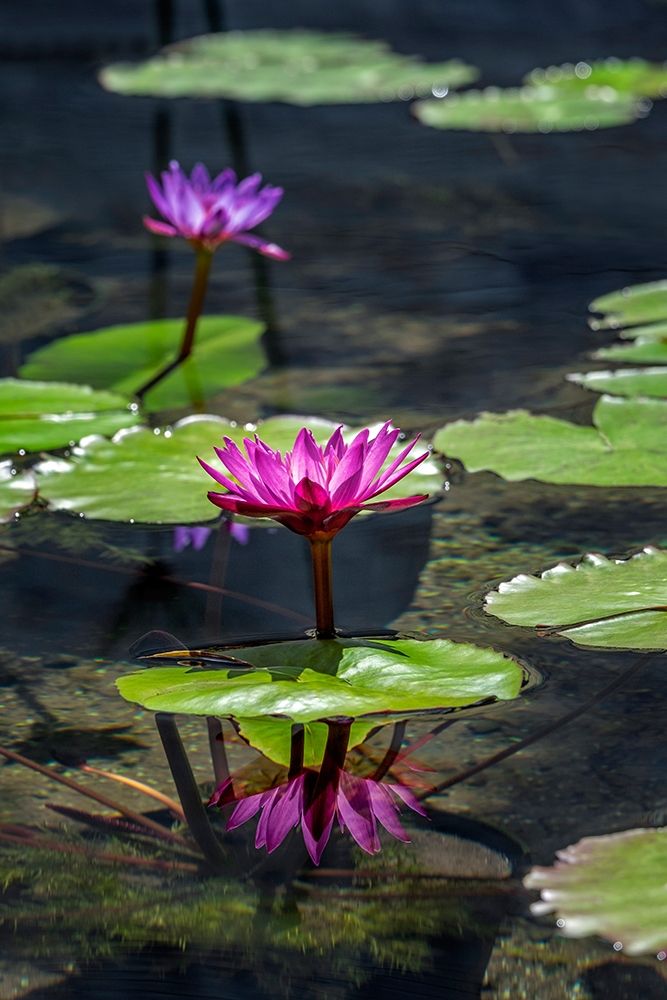 Waterlilies in pond